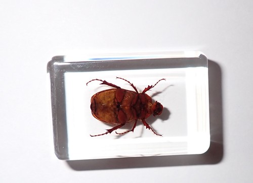 Brown Scarab Beetle in 38x25x13 mm Clear Acrylic Block Education Aid TE2 - Picture 9 of 9
