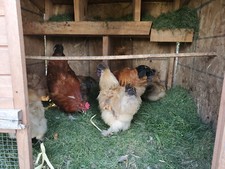 12 Silkie and bearded chicken hatching eggs
