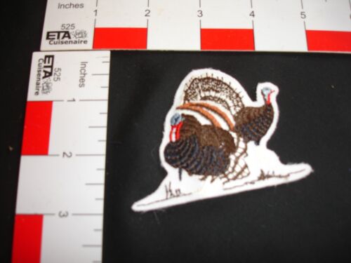 Hunting Patch Turkey - Picture 2 of 3