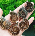 10pcs Natural Ammonite Fossil Pendant Chakra Reiki Healing Amulet Energy