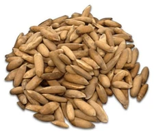 Premium Quality Pakistan Pine Nuts with Shell 350 Grams, Chilgoza Raw Organic