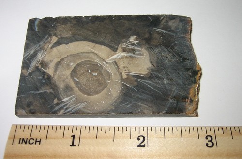 2,75 Zoll x 1,75 Zoll x 7 mm SÄGESCHLIFF NATÜRLICHES FOSSIL FORAMINIFEREN STEINPLATTE INDONESIEN 52 g - Bild 1 von 4