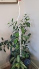 Klikel Glass Icicle Ornaments - Winter Decorations for Christmas Tree -36pc