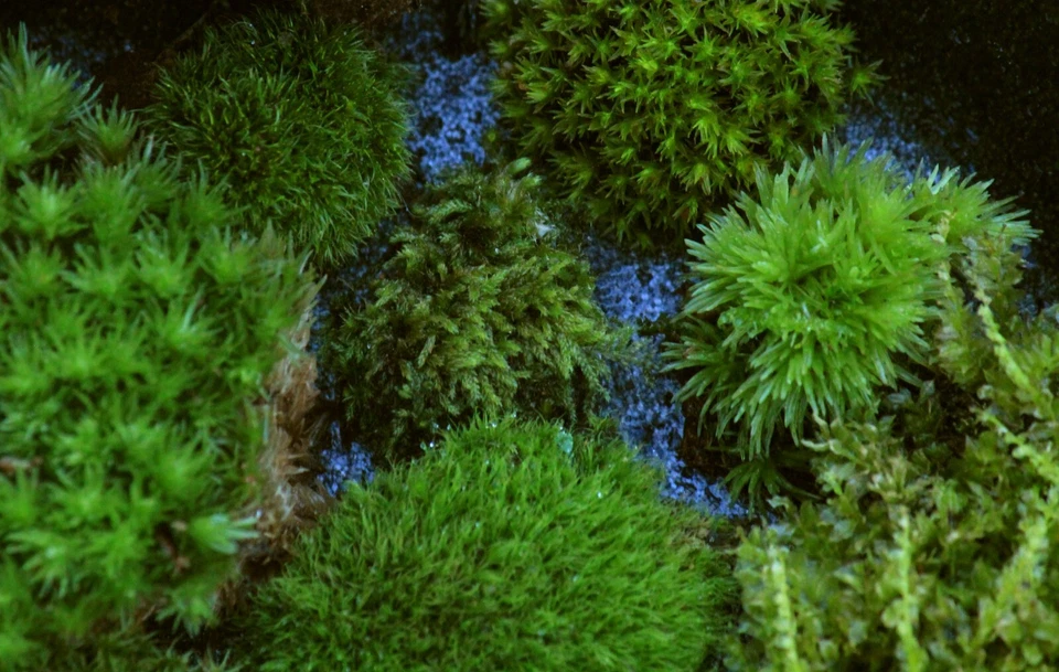 Moss Vivo 6x8" Bandeja Ultimate Terrario Mix 8+ Tipos -Alfombra Pluma Cojín Estrella Foto 3 de 3