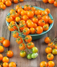 Gold Nugget Tomato Seeds Box Garden Seeds LLC Heirloom Early Maturing