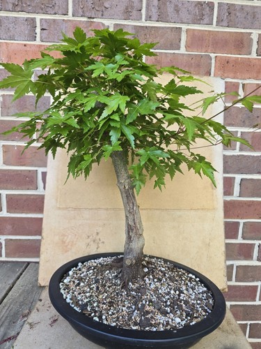 Beautiful Green Leaf Aged Japanese Maple Pre Bonsai NO SHIP TO CALIFORNIA! - Picture 8 of 16