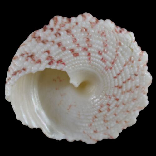 TROCHUS MACULATUS Rosa (Nocnocan Isl., Filippine) 19,4 mm #34344 - Foto 4 di 4
