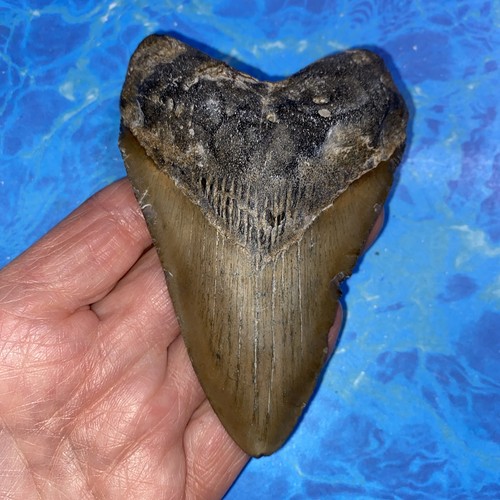 MEGALODON SHARK TOOTH 4.28” HUGE TEETH MEG SCUBA DIVER DIRECT FOSSIL NC 4338