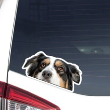 Australian Shepherd Car Sticker Peeking Tricolor Aussie Head Decal Bumper Window
