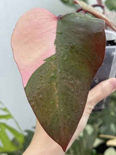 🍓Highly Variegated Philodendron Strawberry Shake🍓~Established Indoor Plant🌿 - Picture 3 of 6