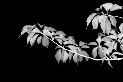 Archival Limited edition photographic prints Wall hangings interior design 