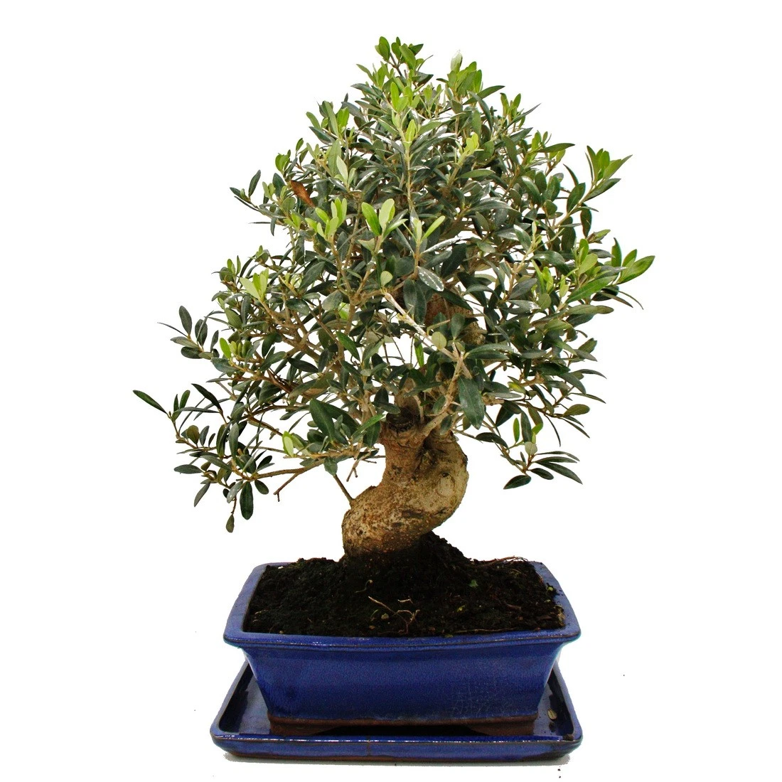 Bonsai Alt online kaufen | eBay.de