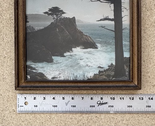 Lg Vtg Hand Tinted Oil Colored Photo Coastal Cypress Trees 12.75”x15.75” VG - Picture 5 of 12