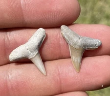 X2 BONE VALLEY LEMON SHARK TEETH .8-.9”