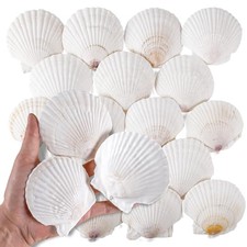 30 PCS 2.5-3 Inch Natural White Scallop Shells Sea Shells for DIY Craft Home