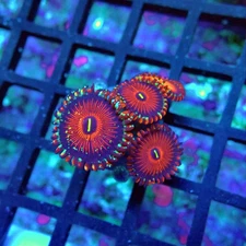 WYSIWYG - Ultra Zoas Frag