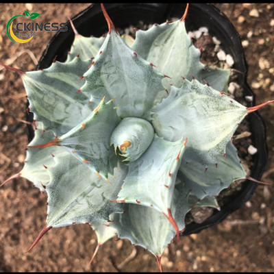 Agave Succulent potted Garden decoration Lovely Plants 8-10cm