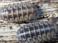 Venezillo Parvus 20  LAG Live Isopods they clean your tanks for you 