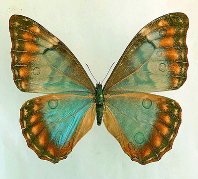 MORPHO AURORA LAMASI***female ****Peru-Amazonas State (papered)