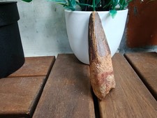 7.3 cm long x 2.5 cm wide Spinosaurus teeth