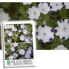 Five Spot Flower Seeds (Nemophila maculata) – 100+ Heirloom Non-GMO Seeds per...