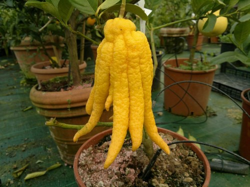 Pianta Di Cedro Mano Di Buddha In Vaso ø20 Cm - Agrumi Siciliani Decorativi E Profumati - Foto 8