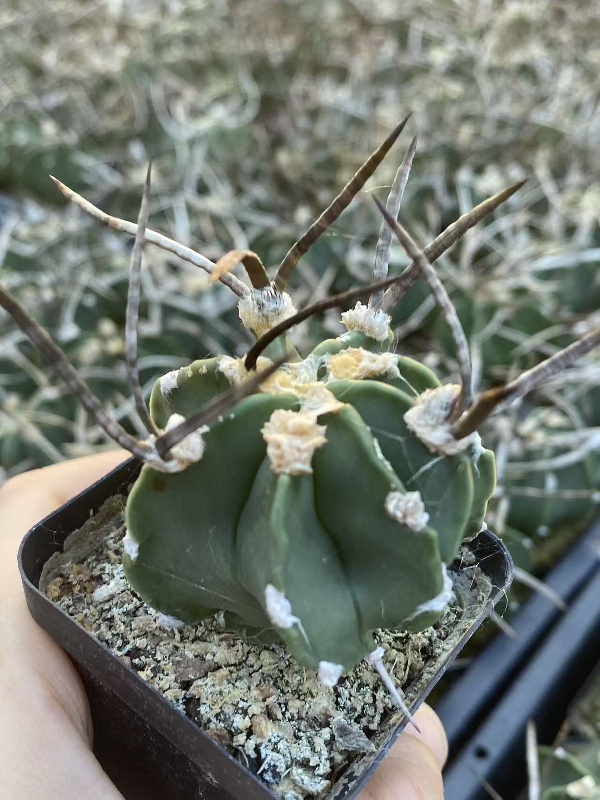 Astrophytum Capricorne Buffalo Suigyu cactus Plant seedgrowth 4-5CM