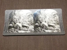 VINTAGE STEREOVIEW STEREOSCOPES CARD BANANAS COSTA RICA CENTRAL AMERICA