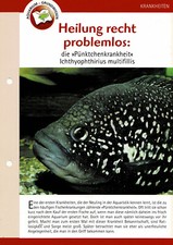 Die "Pünktchenkrankheit" Ichthyophthirius multifillis / Aquariuminfokarte