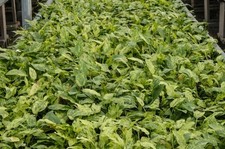 Amazon Sword Tropical Echinodorus cordifolius AQUARIUM PLANTS SHRIMP SAFE