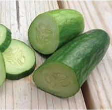 Muncher Cucumbers Seeds (25 Seed Packet) (More Heirloom, Organic, Non GMO, Veget