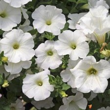 6 Trailing Petunia Surfinia Snow White  Hanging Basket Patio Plug Plants