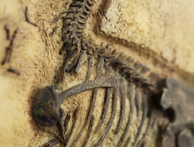 Un bébé tyrannosaure avait la même taille qu'un chien