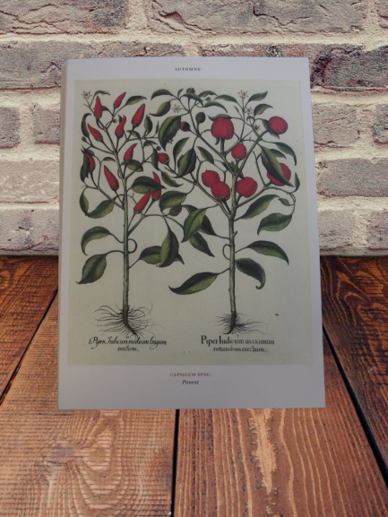 Bogen Botanik Plakat Art Druck Plakat Chili Piper Indicum Maximum Obst