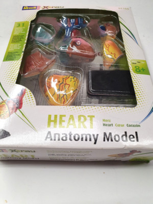Revell X-Ray Heart Anatomy Model, realitätsnahe Herzmodelle, OVP