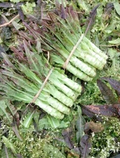 RARE✿ Back in Stock! Heirloom Red Wosun/Celtuce 50+ Seeds