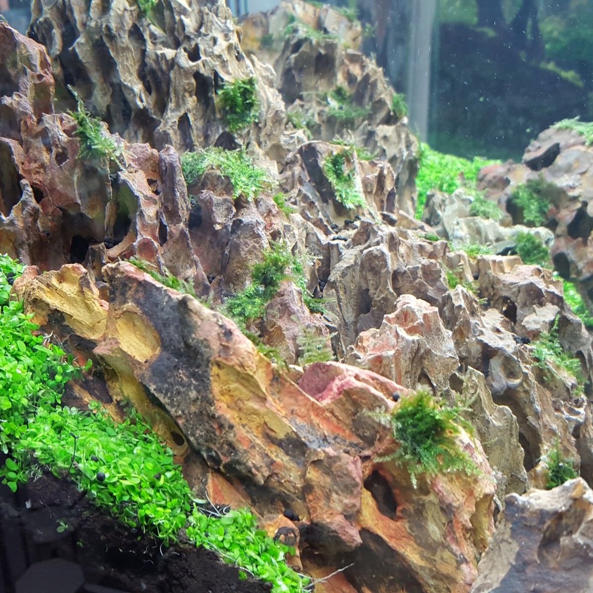 Dragon Stone (Ohko Stone) / Planted Aquarium / Decoration