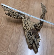 Large Cholla Wood Aquarium Branch Hollow Dried Flower Vase