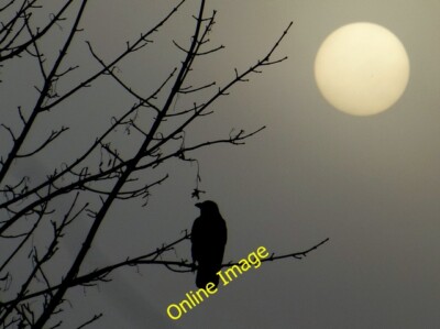 Foto 6x4 Ein Vogel wartet darauf, dass die Sonne seine Flügel erwärmt, Omagh An Oghmagh Pi c2014