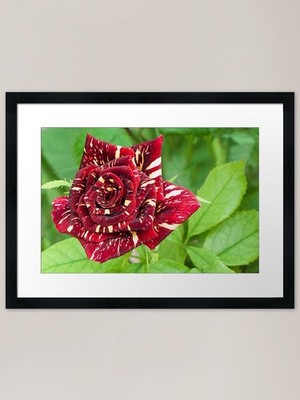 Abracadabra Rose Framed Art Print Framed Wall Art Poster Canvas Print Picture