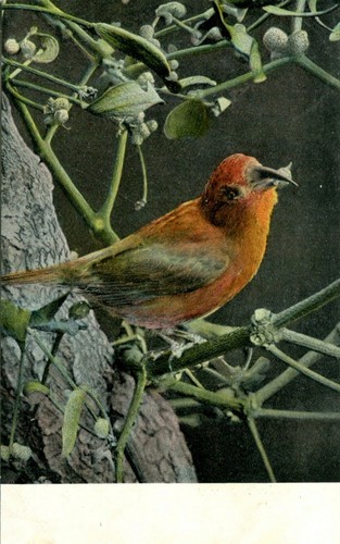 AK Vogel 1917 Finkenkreuzschnabel im Geäst