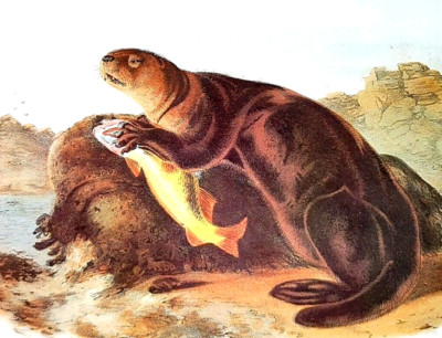 John Audubon Wildlife SEA OTTER Holding Fish Vintage Book Plate Print 205