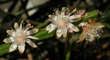 Rhipsalis dissimilis-Orchid Cactus-4 cuttings 4 inches each. White flowers.