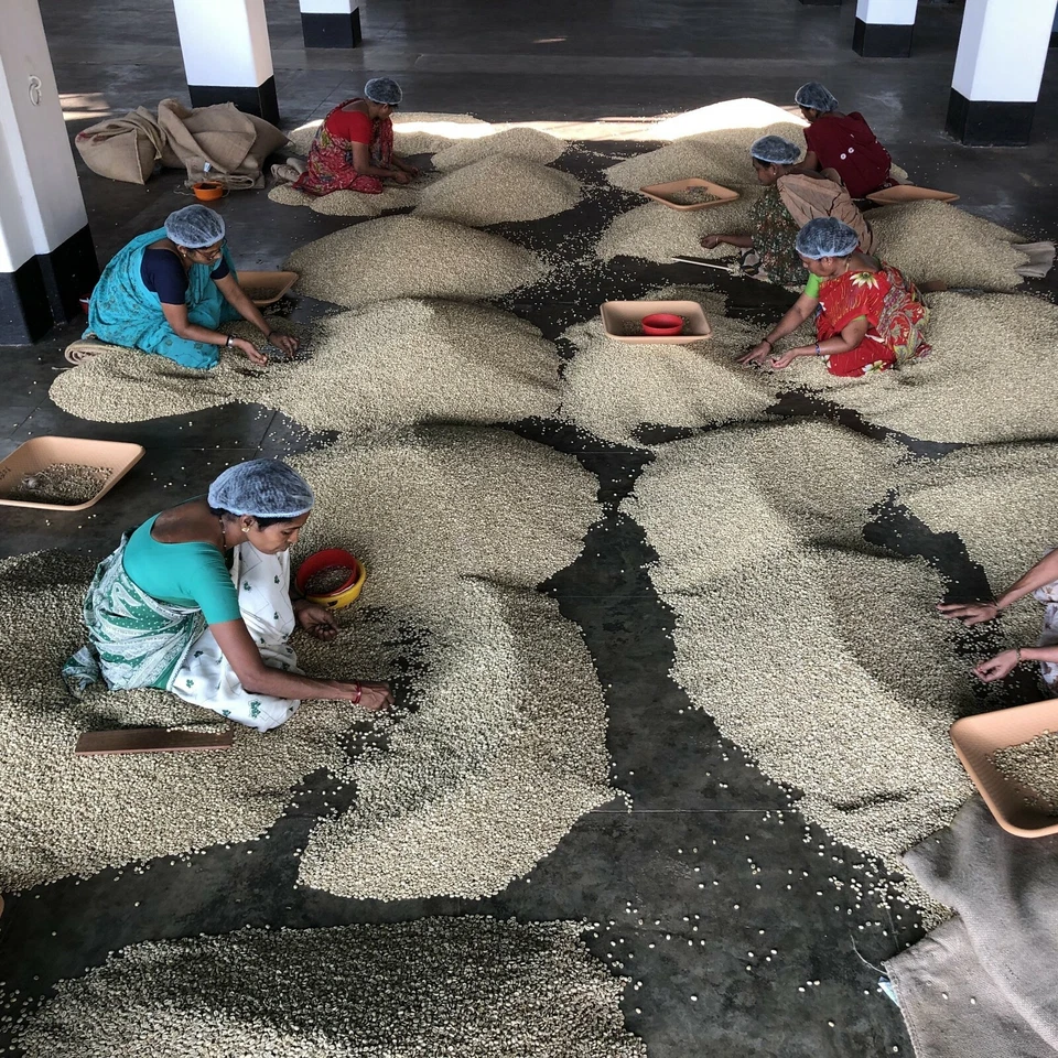 2, 5, 10 LB INDIA MONZÓN MALABAR CAFÉ RECIÉN TOSTADO GRANO ENTERO, MOLIDO Foto 3 de 4