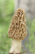 YELLOW MOREL mushroom spores/ spawn mycelium on dried seeds