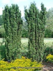 Details About Japanese Sky Pencil Holly Evergreen Upright Ten Plants - 
