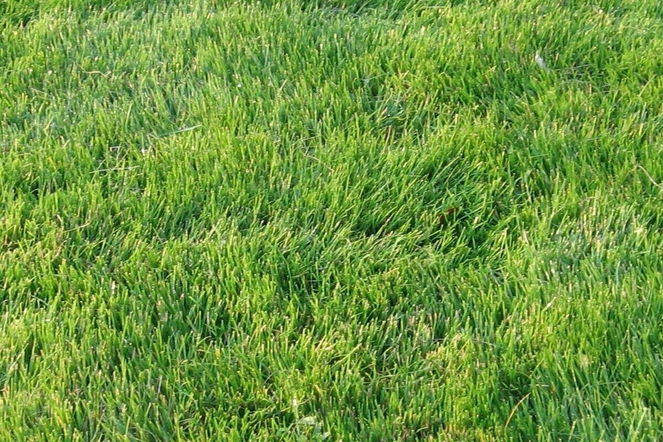 Emerald Zoysia Grass Seeds/ Lawn grass 1/8 LB eBay