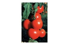 25 Early Girl Bush Tomato Seeds