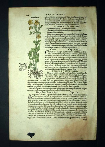 Gravure estampe illustration ancienne LES DIFFÉRENTS MILLEPERTUIS ou HYPERICUM - Imagen 3 de 4