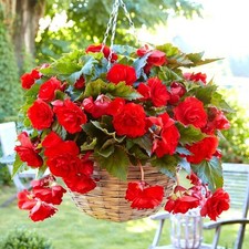 Begonias Cascade Red - Large